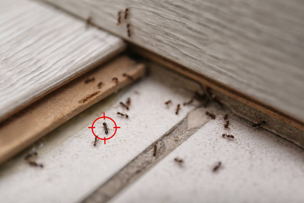 Best Cockroach Control Services  in Old Hill, CT