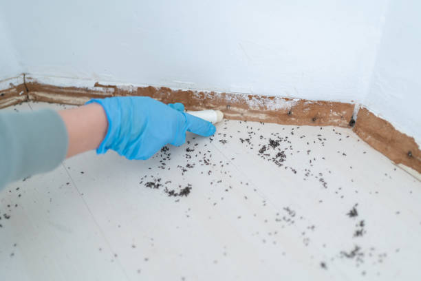 Best Mosquito Control Services  in Old Hill, CT
